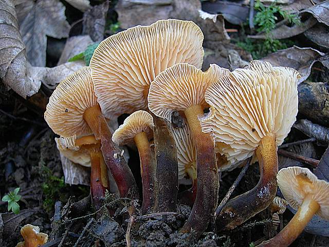 Ritorno  nel  bosco  alluvionale  di  Flh